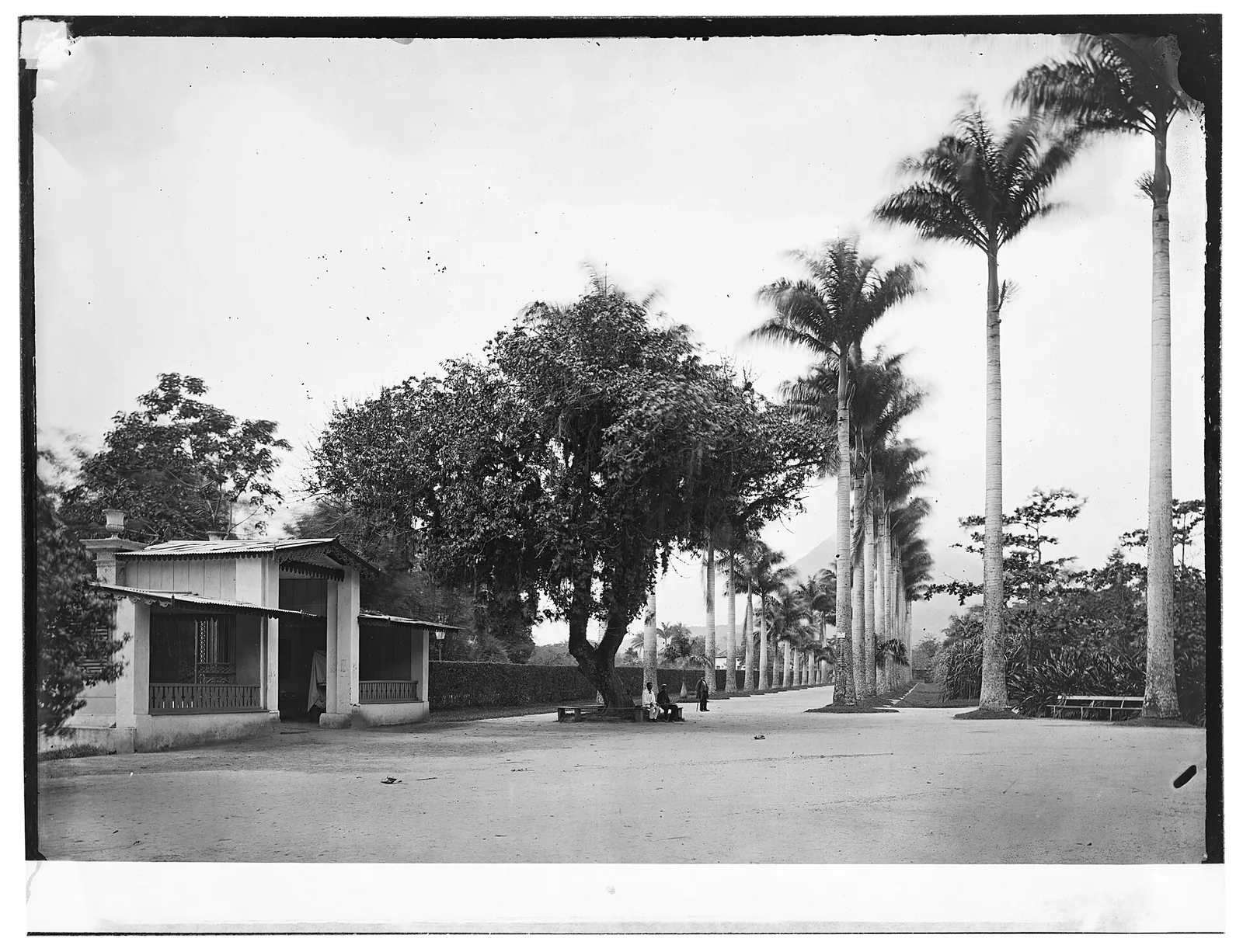 Aleia das Palmeiras Imperiais — the avenue of imperial palms in Rio de Janeiro's Botanical Garden